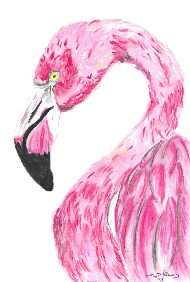 A4 print - The Flamingo 