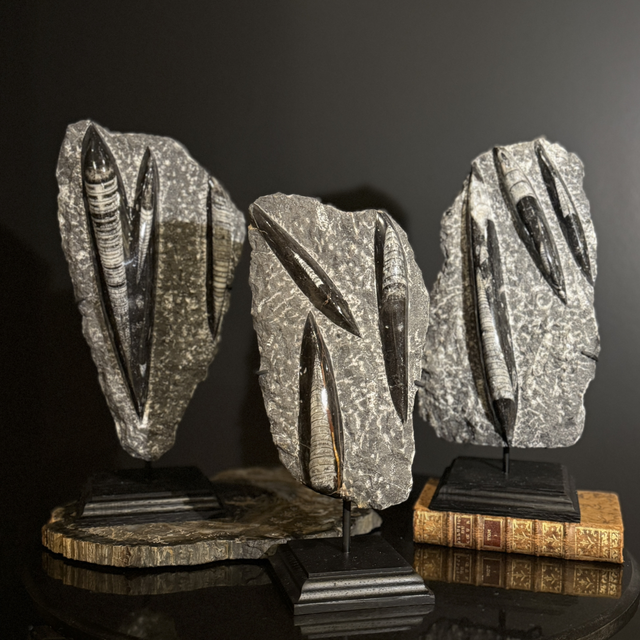 Orthocéras sur socle 002