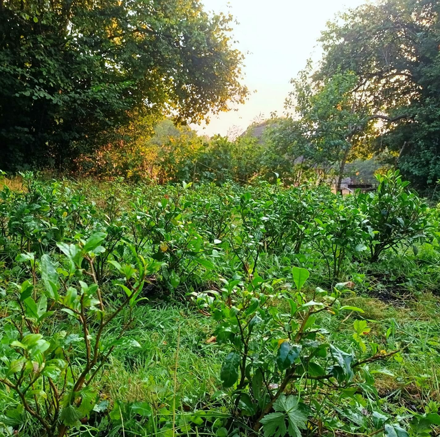 Atelier : Dégustation et visite botanique du jardin de thé 
