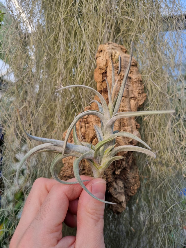 Tillandsia Mystic Trumpet bordeaux 