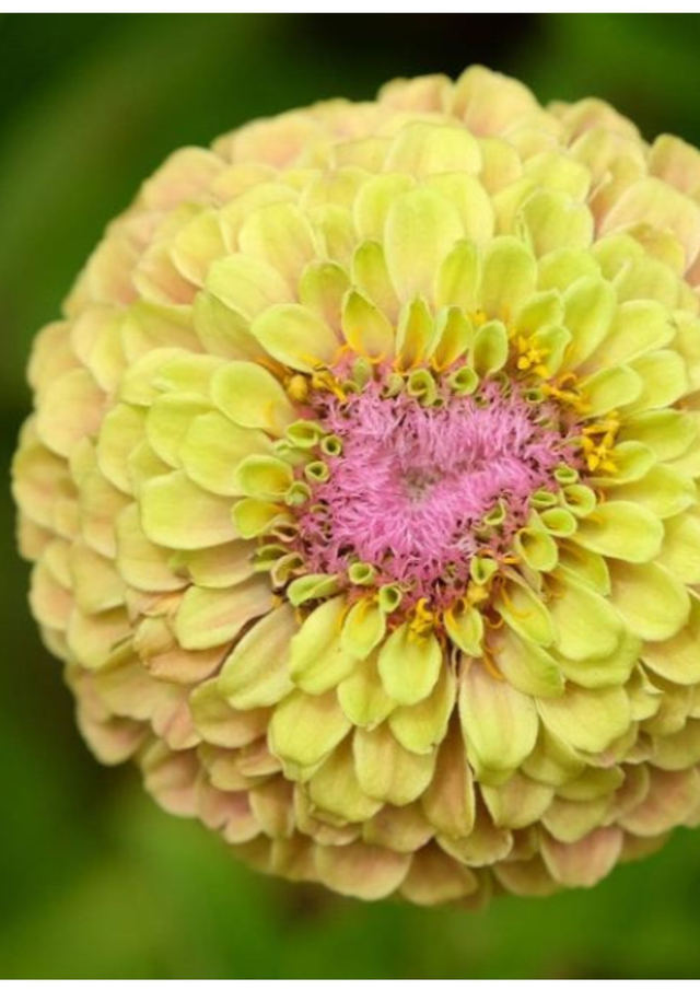 Zinnia 'Queen lemon peach'