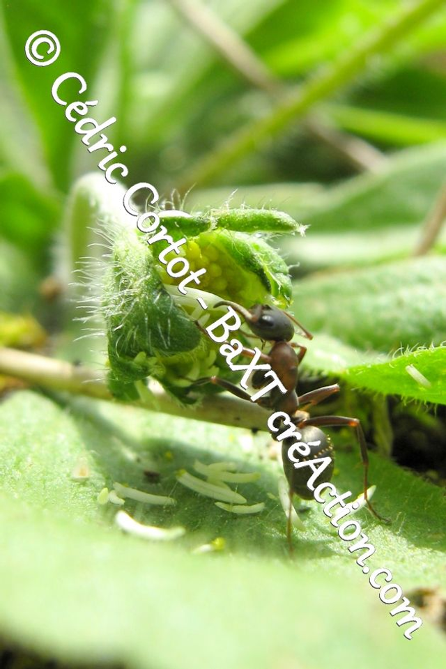 Impression sur alu dibond - Le petit monde du Vivant (ref 0924)