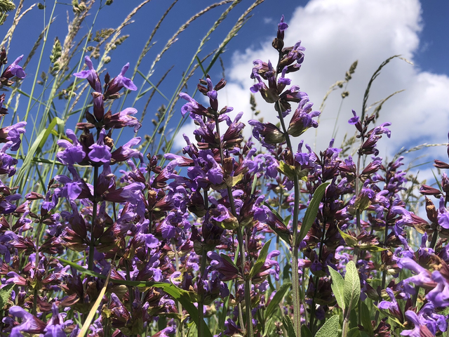 Sauge d’Espagne NT - Salvia Lavandifolia