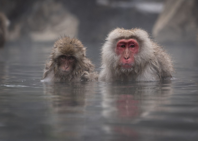 Snow Monkeys - Mr & Mrs Snow Monkey