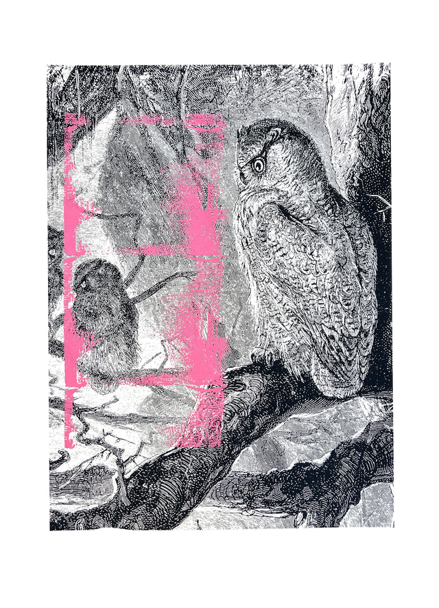 Andrew Hales - Noctuae oculos - F2890