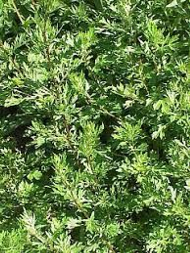 ARTEMISIA VULGARIS BIO