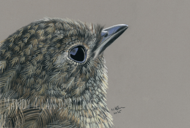 "Rosie Robin- Juvenile" Limited Edition Bird Print 