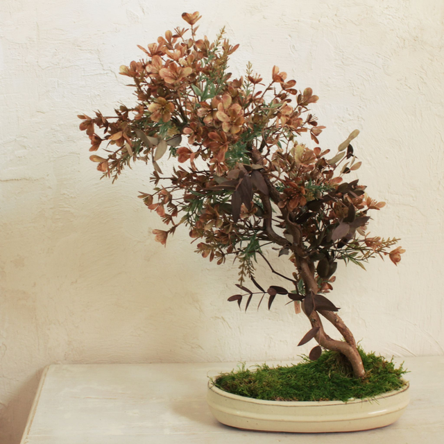 Bonsai CL422AC- ARTIFICIAL CREMA