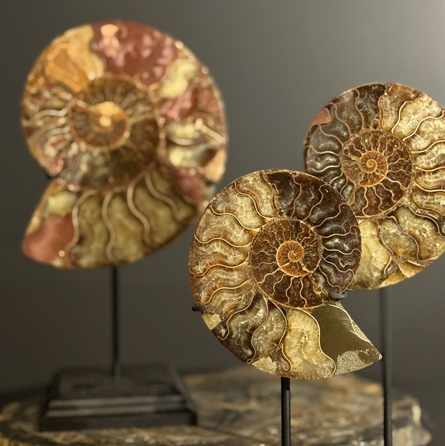 Demi-ammonite polie