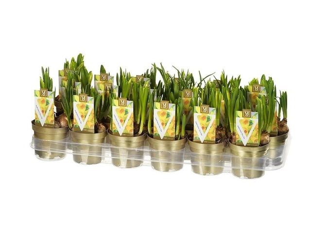 F04 . Narcissus 'Tête-à-Tête'