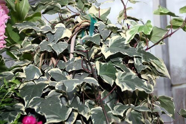 Hedera algeriensis Gloire de Marengo 7.5 litre