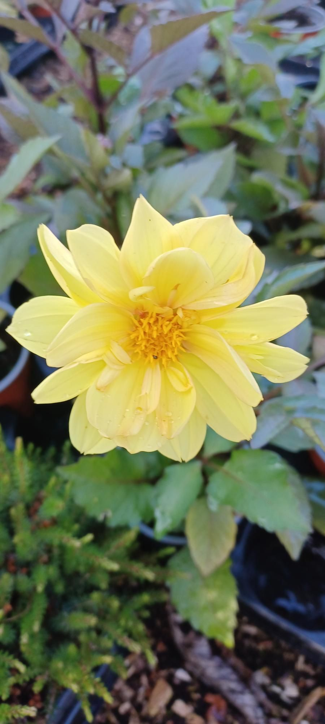 Dahlia Diablo mixed