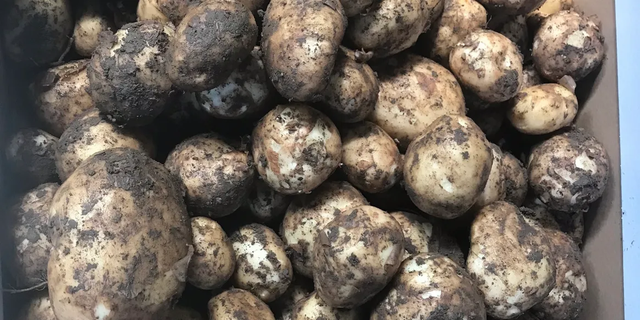 Potatoes