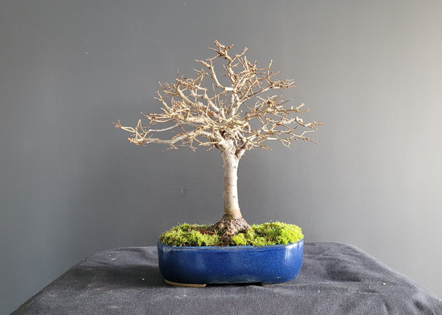 (73) zelkova serrata