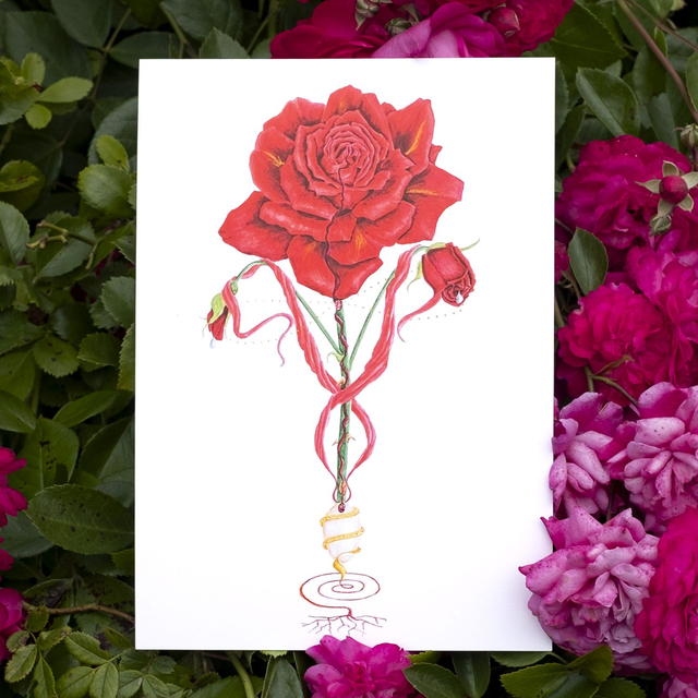 Rose Rouge A5