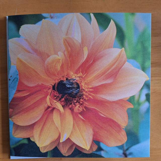 Flower and nature greeting card (with envelope) - Dahlia pinnata with bee.
