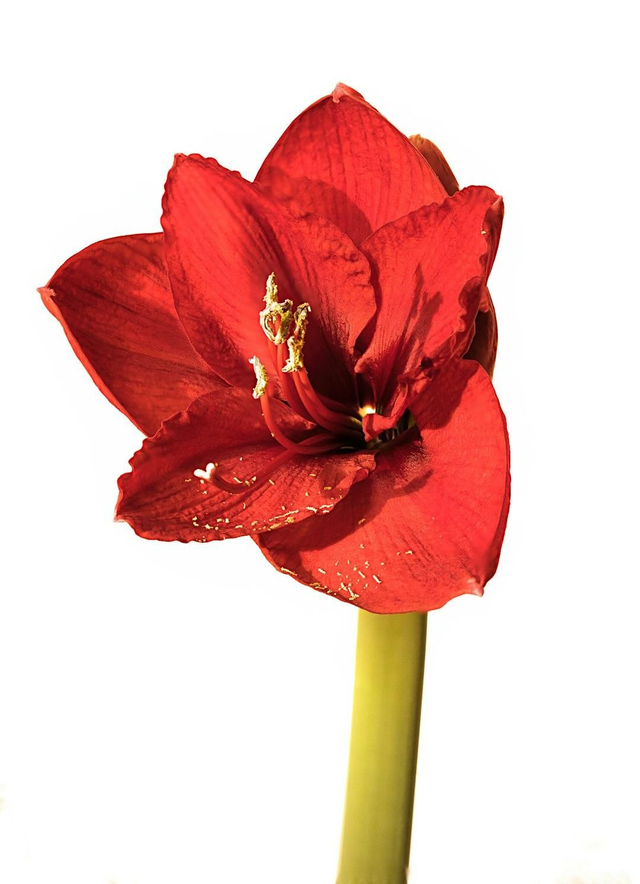 Amaryllis