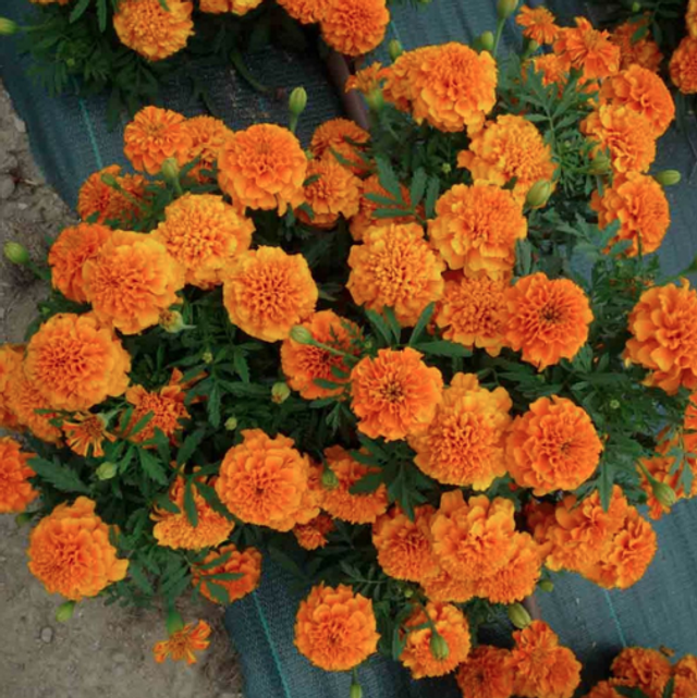 Rose d'Inde (Tagète erecta)