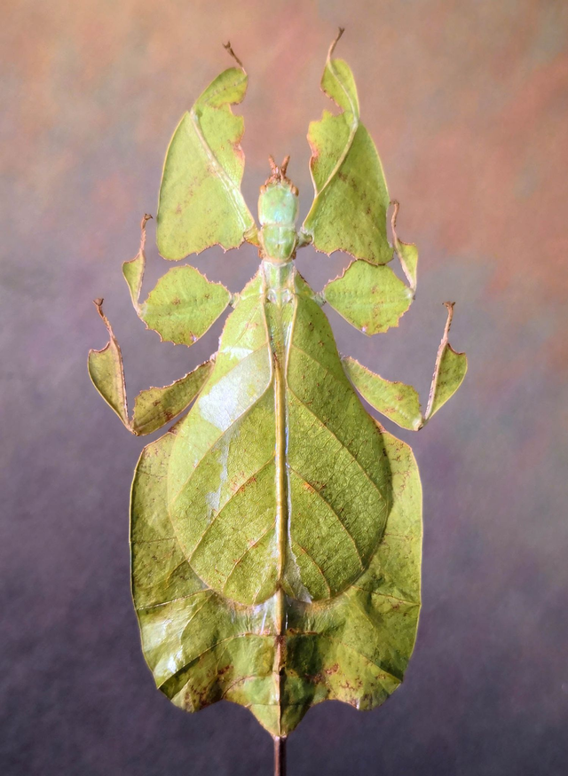 Phasme feuille - Phyllium Pulchrifolium