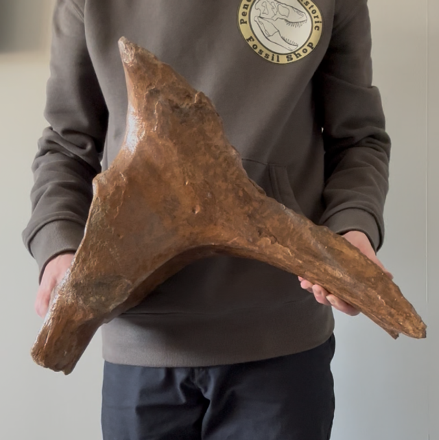 Mammoth Pelvic Bone