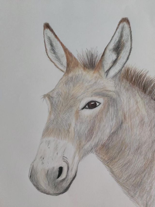 Douglas the Donkey mug