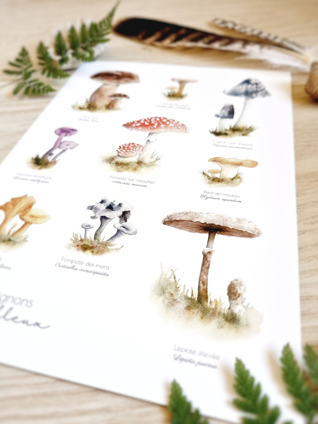 Affiche "Champignons Merveilleux"