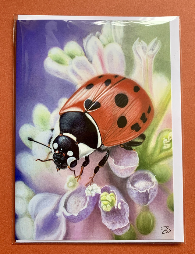 Greetings Card - Ladybird - Blank Inside
