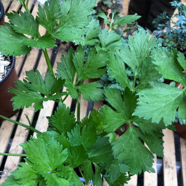 Céleri branche Bio (Plant)