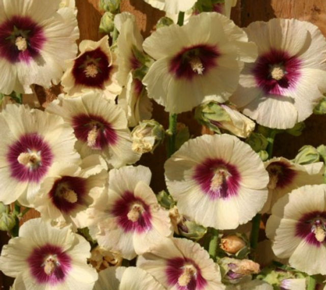 Hollyhock Halo Cream