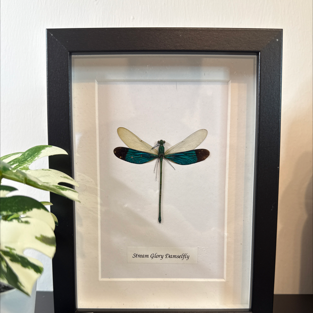 Stream Glory Damselfly 