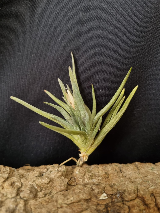 Tillandsia argentina