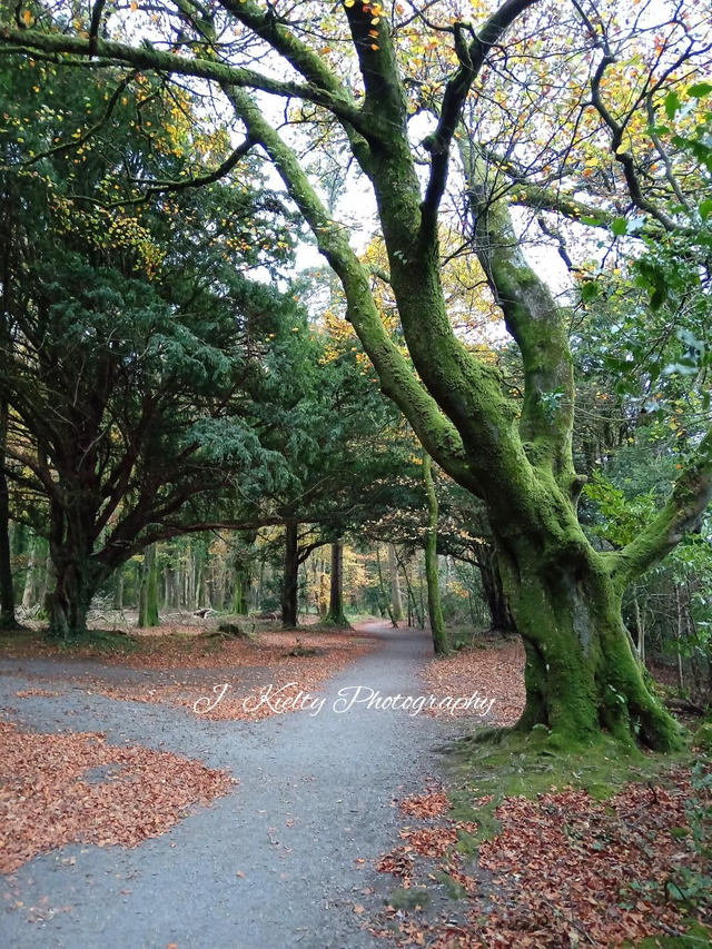 Autumn at Hazelwood, County Sligo. 