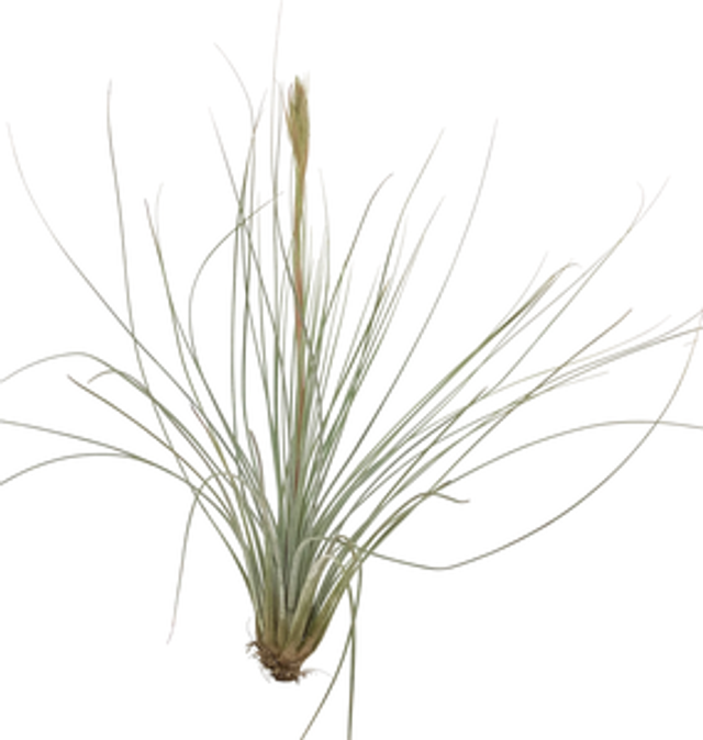 Tillandisa juncea L