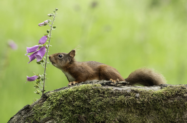 30 x 40 Red Squirrel on Foxglove 