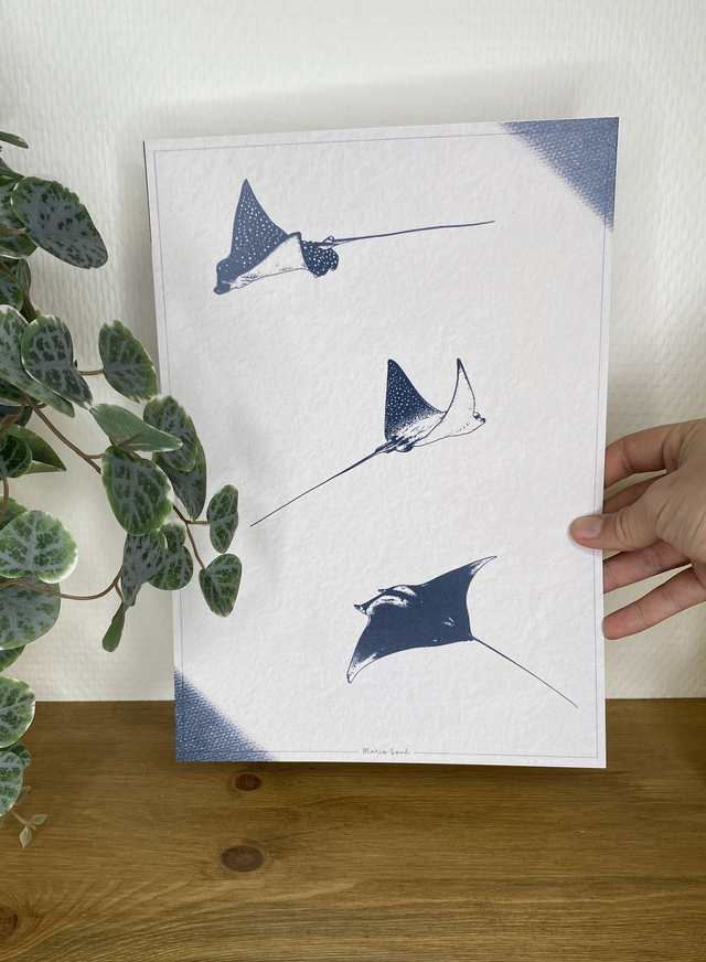 A4 Illustration l RAIES MANTA (version bleue)