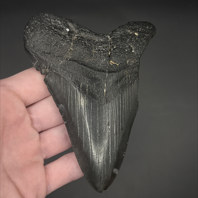 Megalodon Tooth