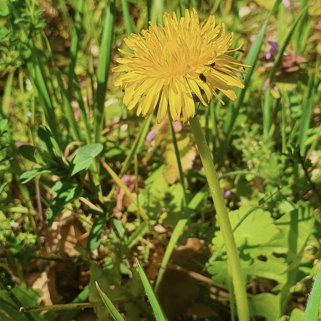 Pissenlit officinale (Taraxacum officinale)