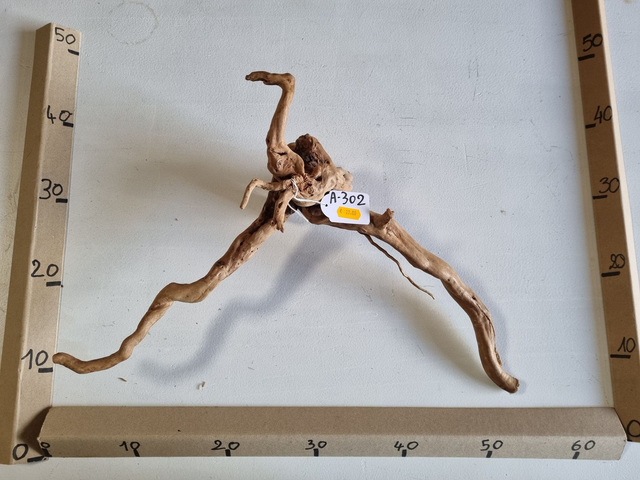 Racine araignée A-302