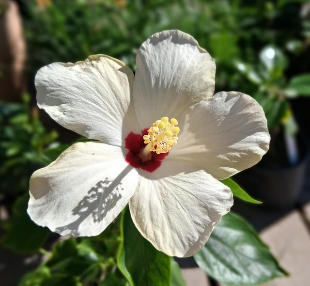 HY07 . Hybiscus roa-sinensis fiore bianco in vaso 18