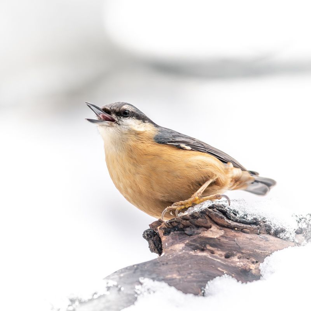 LM-009 - Sittelle torchepot