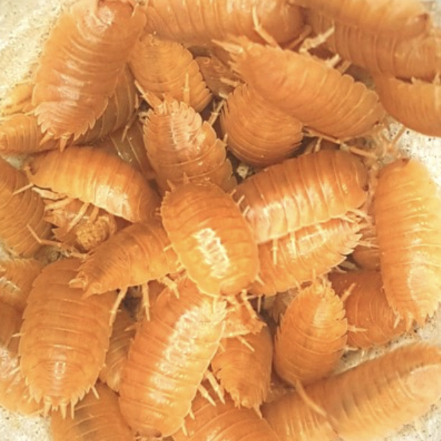 Giant orange porcellio sp