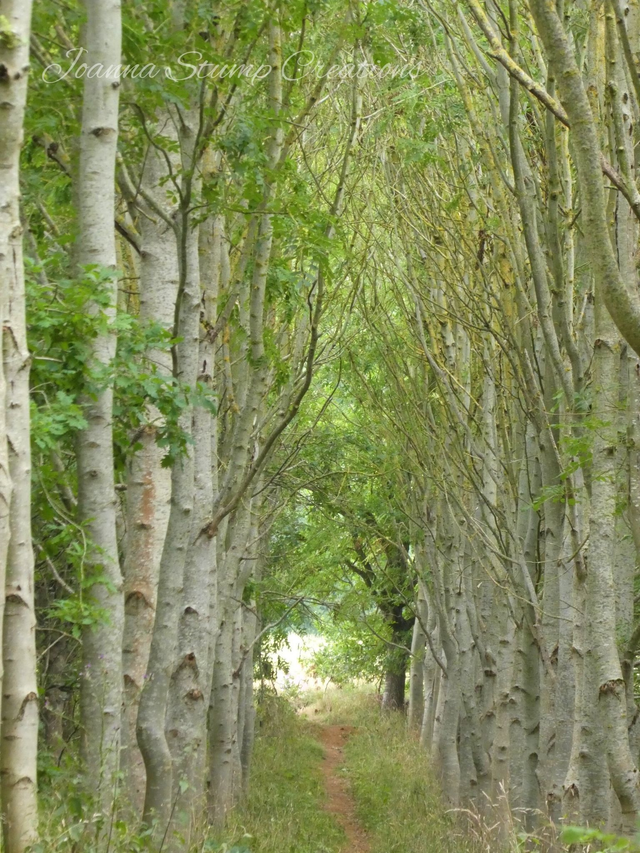 Photographic Open Edition Print, from my "Woodland" collection, "Silver Arch"