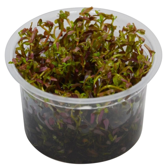 Easygrow Rotala Blood Red 8715897361401