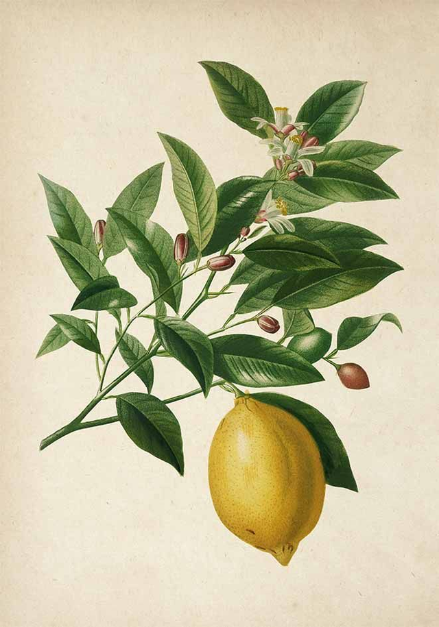 Lemon Antique