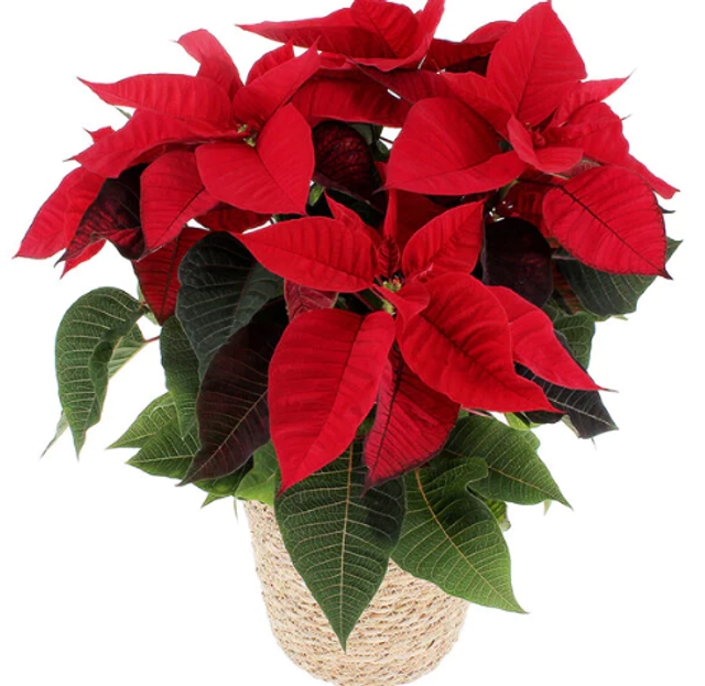 Poisettia