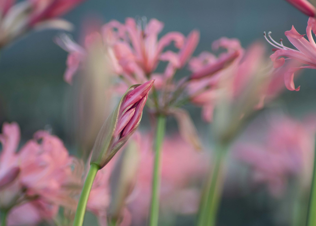 Coral Dreams - Nerine Sarniensis