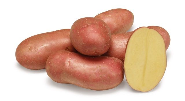 Manitou : La "Rouge du Nord" au rendement record