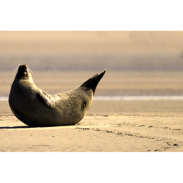 La banane au soleil - ref: 5262