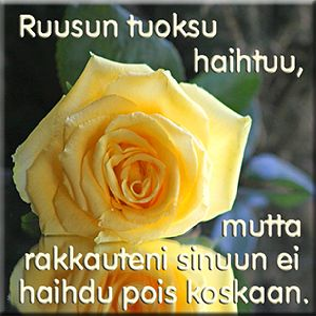 Magneetti "Ruusun tuoksu"