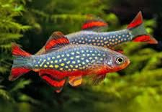 Galaxy Rasbora (Microrasbora sp)